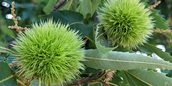 Green spiky chestnut pods grow on a chestnut
		     tree