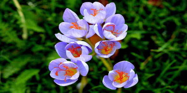 Purple saffron flowers