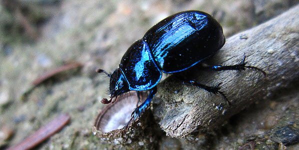 Irridescent blue beetle on a twig